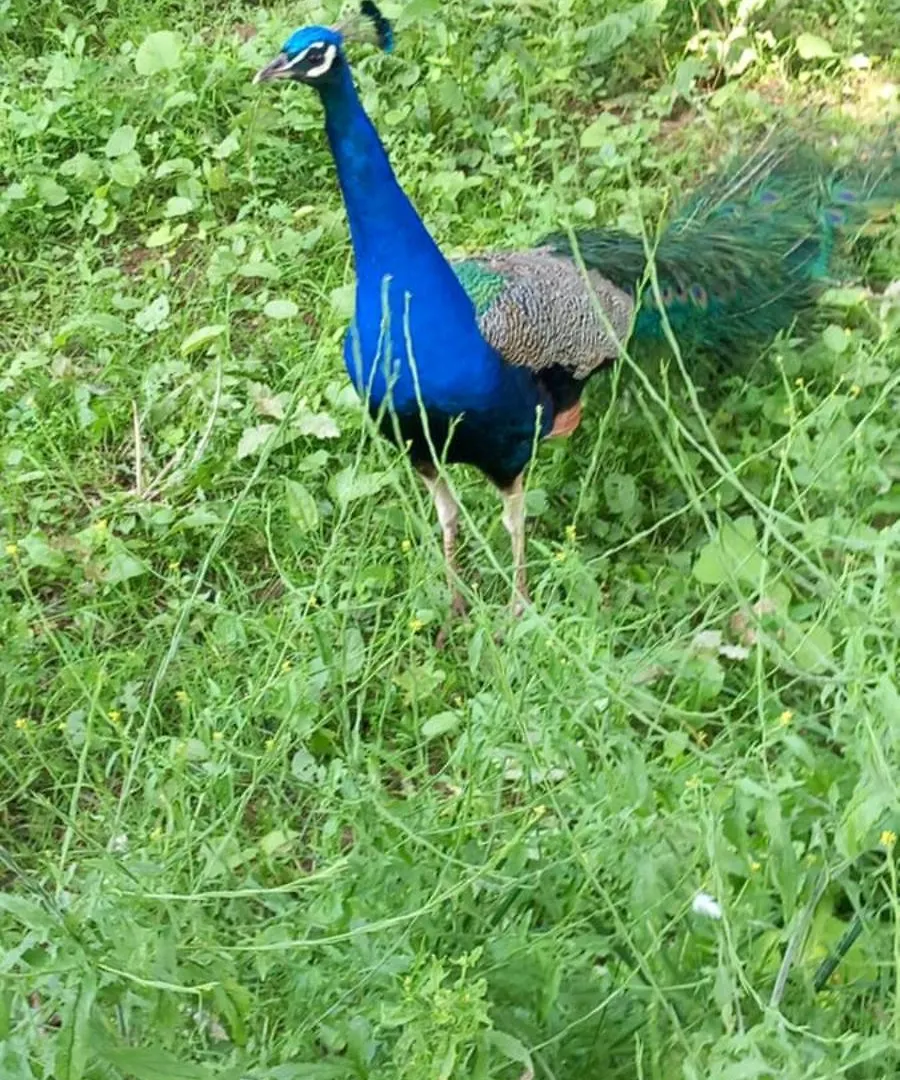Gite Lamalpapoche Quézac 度假居